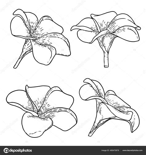 plumeria flower drawing 5