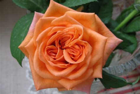 8 найдморозостійких сортів троянд