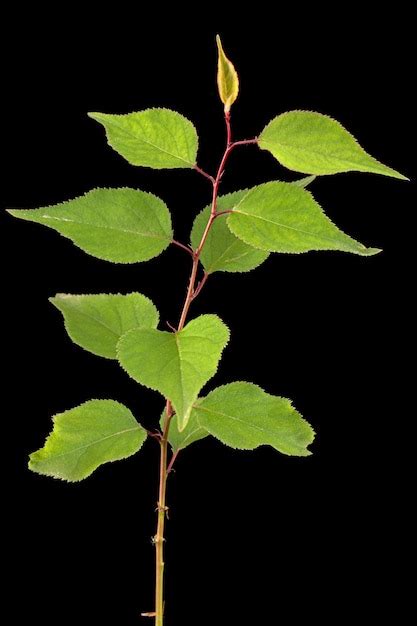 Premium Photo Apricot Tree Seedling Isolated On Black Background