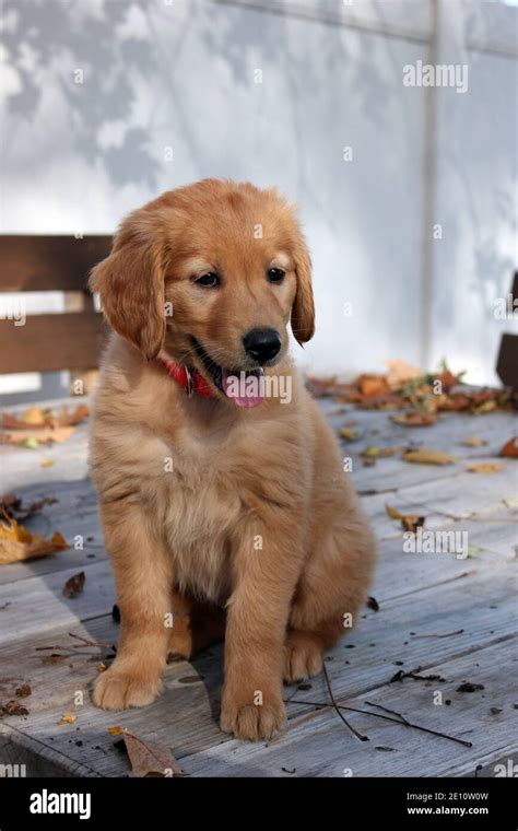 Golden Retriever Lab Mix Puppy