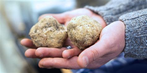 Il Tartufo Irene Ragni Tartufi Funghi E Specialit Alimentari