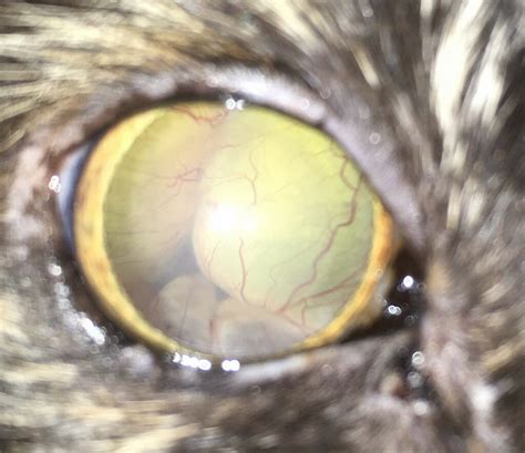 Ablatio Retinae Augenerkrankungen Der Katze