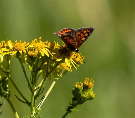 Kleine Vuurvlinder Lycaena Phlaeas Drenthe Greet Oudesluijs Flickr