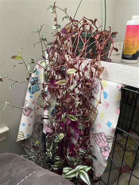 wandering dude : r/houseplants