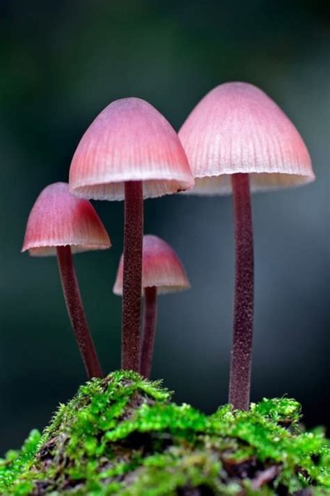 Colorful Mushroom Photo Collection 1 Vakxer Funghi Funghi Arte Illustrazioni Floreali