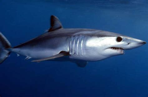 Les 10 PLUS GRANDS REQUINS DU MONDE NOMS Et PHOTOS