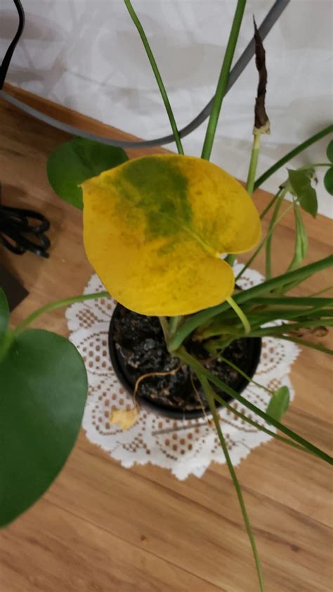 How To Treat Black Blotch Disease On Swiss Cheese Plant