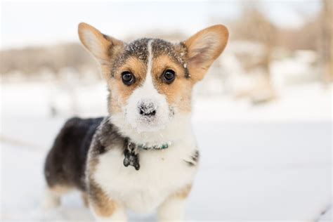 26 Of The Cutest Corgi Pictures Readers Digest