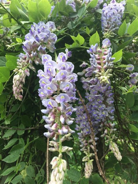 Wisteria Frutescens American Wisteria State Botanical Garden Of Kentucky