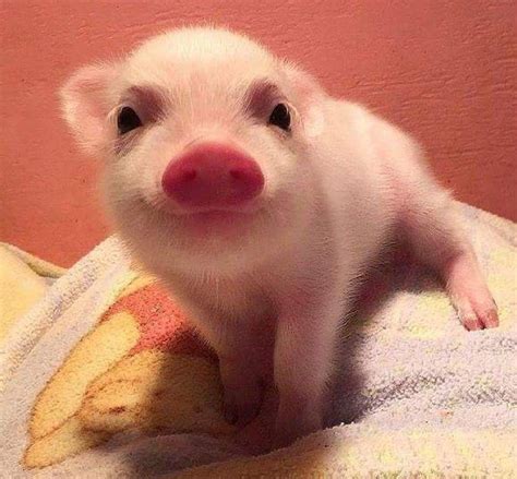 Поросенок Cute Piglets Baby Pigs Cute Animals