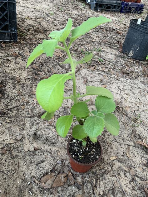 Cuban Oregano Plant - Cody Cove Farm & Nursery