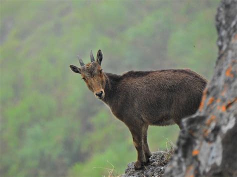 tamil nadu launches dedicated project  conserve nilgiri tahr