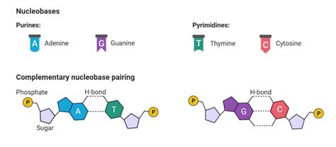 Nucleoside- Definition, Types, Structure, Functions