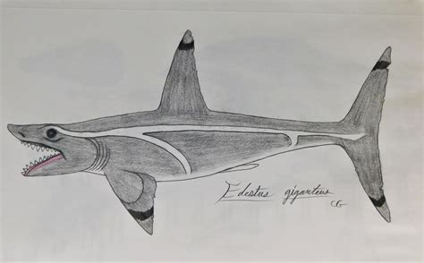 Edestus Shark