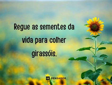 Frases Sobre Girassol - As 72 melhores frases de girassol para iluminar o seu dia 🌻 - Pensador