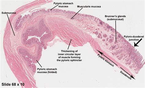 Pylorus Histology