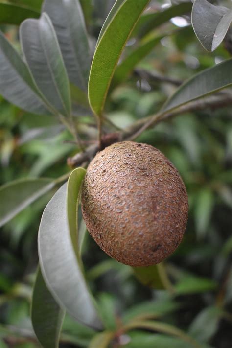 Fruits Sapodilla Fresh - Free photo on Pixabay - Pixabay