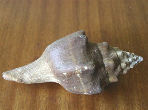 182. Ракушка Turbinella angulata, фото 8 ★ Советский человек на Кубе