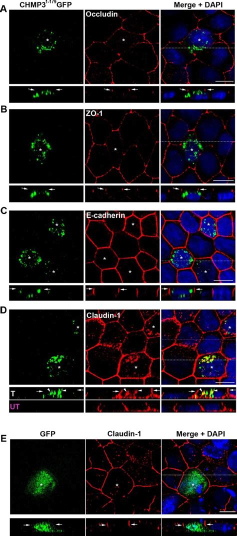 Perturbing Escrt Function In Mdck Cells Results In An Intracellular