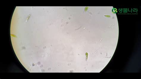 생물나라 유글레나 Euglena Euglena Proxima Youtube