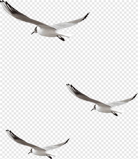 Burung Camar Merpati Hewan Fotografi Png Pngegg