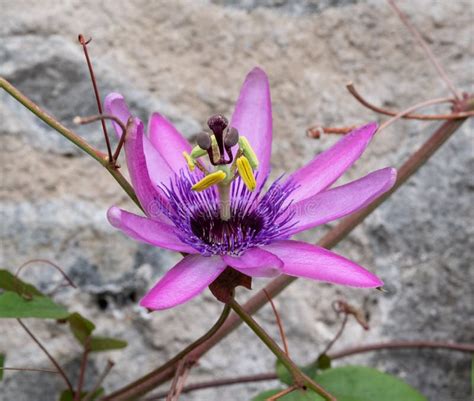 Stunning Pink Passion Flower In The Sun Photographed In A Glasshouse In Dunvegan Castle Garden