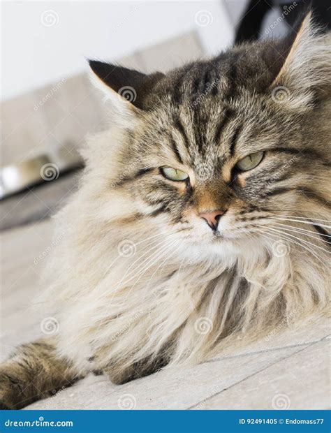 Brown Long Haired Cat of Siberian Breed Stock Image - Image of lovely