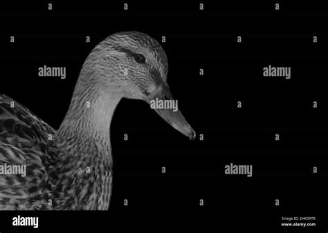 Beautiful Black Duck Face In The Black Background Stock Photo Alamy