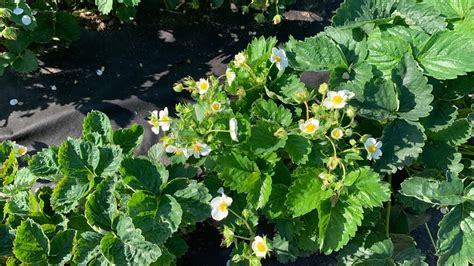 Как я ухаживаю за клубникой после сбора урожая | Покажу мой инструмент ...