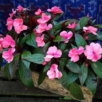 Бальзамин описание растения кратко