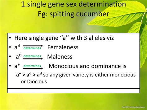 Sex Determination In Plants PPTX