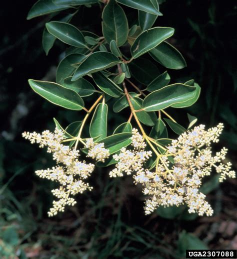 glossy privet (Ligustrum lucidum W.T. Aiton)