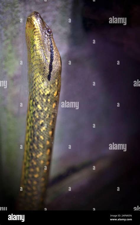 hunting snake waiting for prey Stock Photo - Alamy