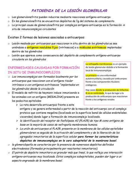Patogenia De La Lesi N Glomerular La Nefropat A Membranosa Es Un
