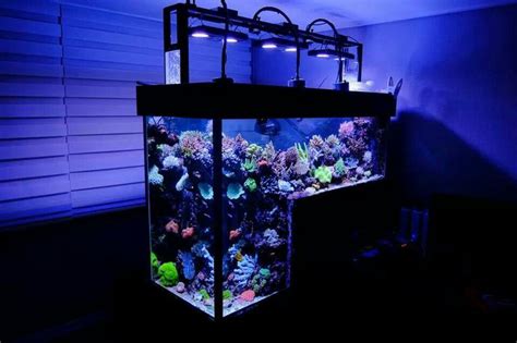 Japanese Fish Tank