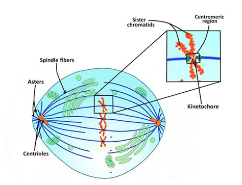 Mitotic Structures Mitosis