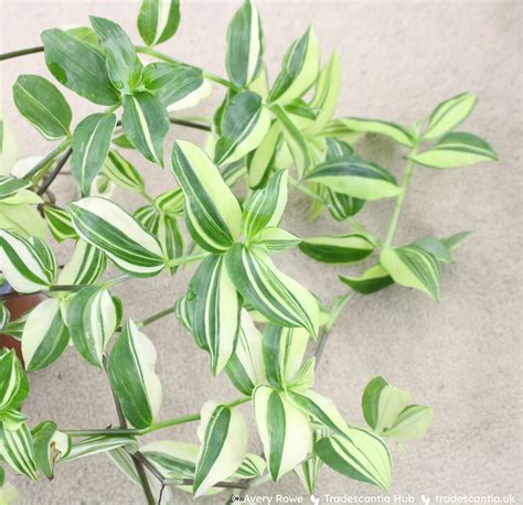 ‘Variegata’ • Tradescantia Hub