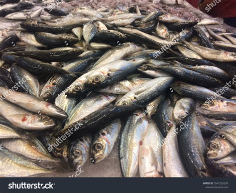 yamang dagat royalty  images stock  pictures shutterstock