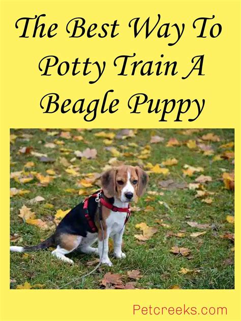 How To Potty Train A Puppy Beagle at Derrick Waite blog