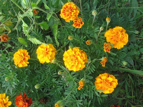 French Marigolds Spanish Brocade Flickr Photo Sharing