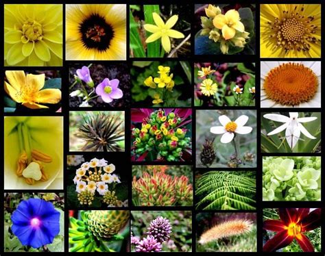 Imagens Da Flora Brasileira - The Incredible Biodiversity of Brazil | Flora de brasil, Animais da ...