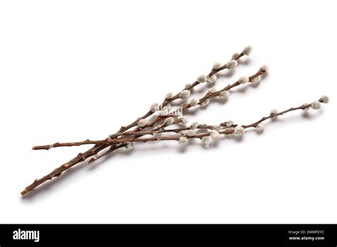 Pussy Willow Branches Isolated On White Background Stock Photo Alamy