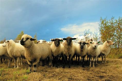 How To Care For A Sheep: A Simple Guide — Farm & Animals