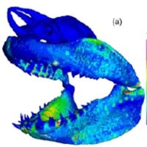 Prehistoric great white shark had strongest bite in history