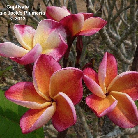 Captivate Jungle Jacks Plumeria Plumeria Flowers Frangipani