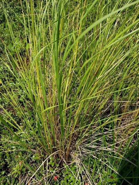 Spartina Pectinata Prairie Cordgrass