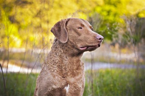 At What Age Is A Chesapeake Bay Retriever Full Grown