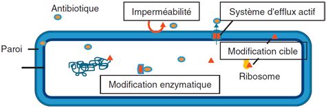 M Canismes De R Sistance Aux Agents Anti Infectieux Antibiotiques