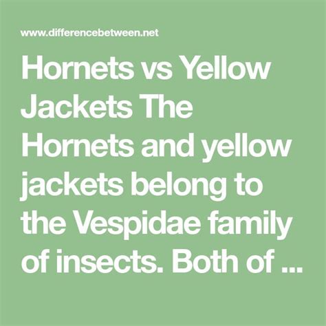 Hornets Vs Yellow Jackets Similarities And Differences