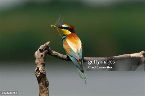 Bird Eating Insect